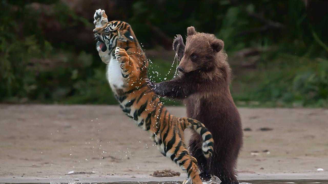 万兽之王老虎大战棕熊,难得一见的生死决斗场面!震撼人心!