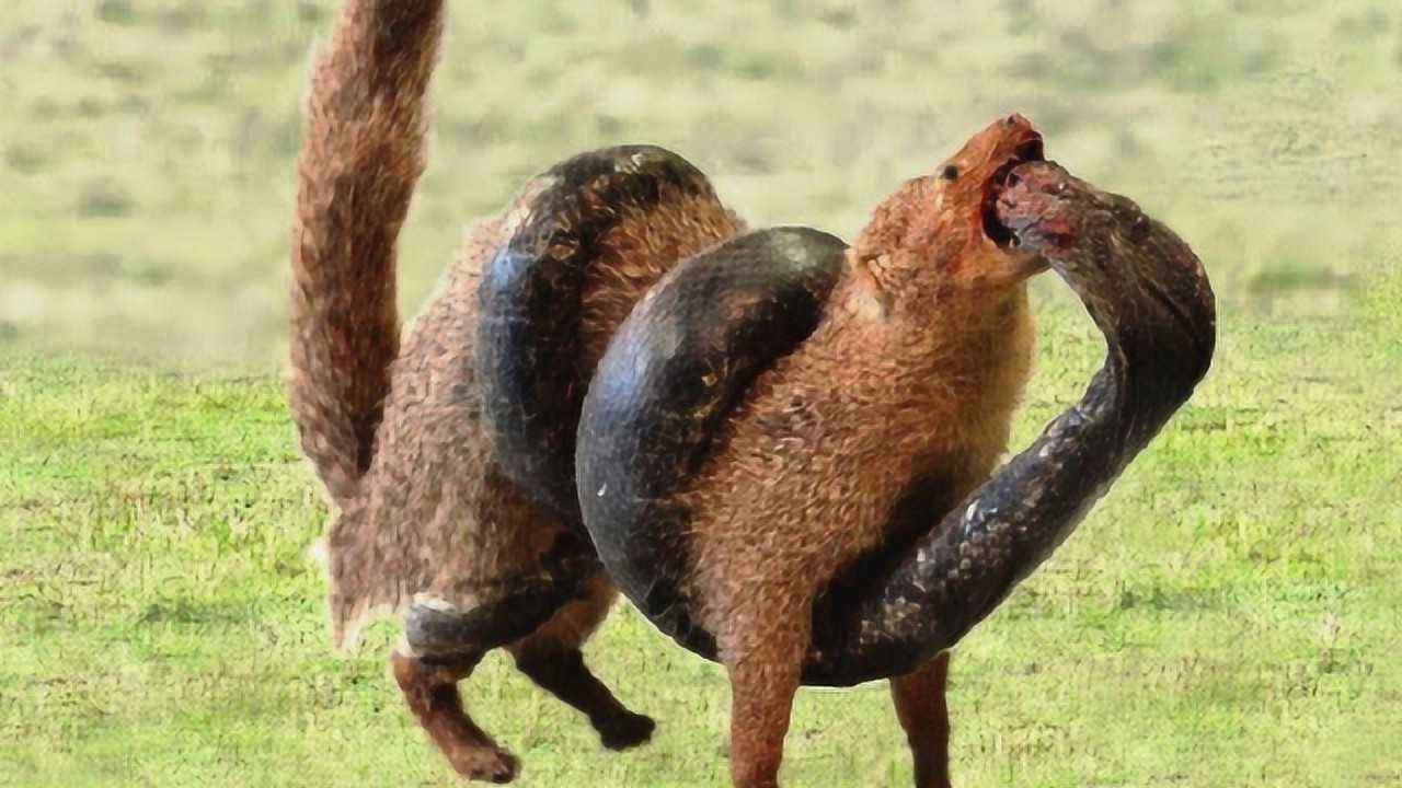 眼镜蛇vs猫鼬,看得惊心动魄!