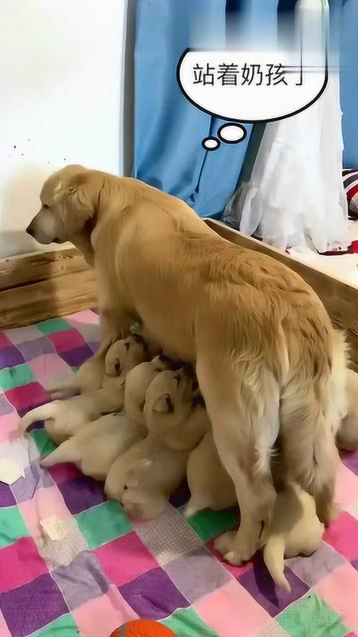 金毛妈妈新技能,站着喂奶也是无敌了,主人看到后无语了