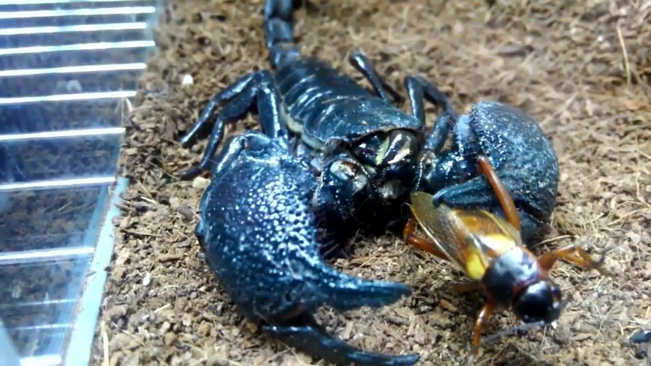 雨林蝎捕食蟋蟀
