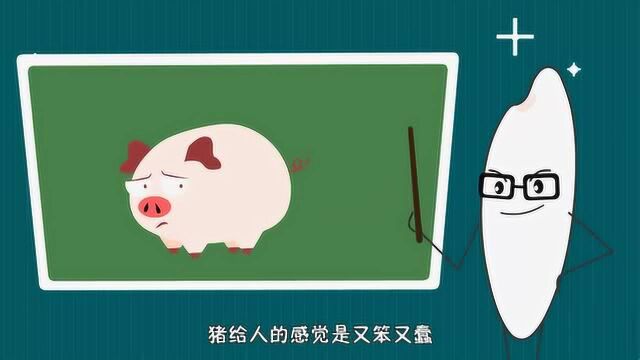 猪真的又笨又蠢吗?米粒计划亲子百科系列动画