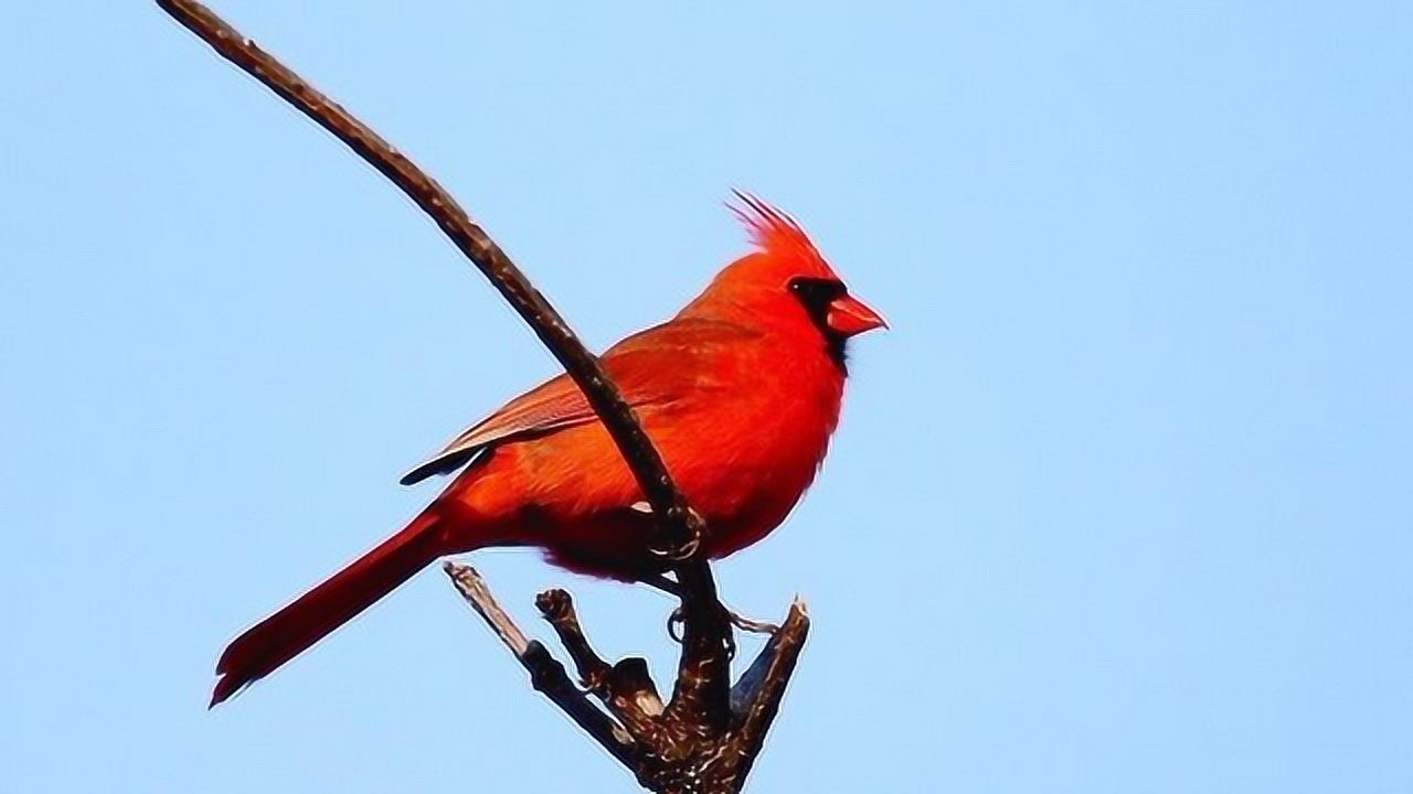北美红雀体型不大,却有撩人的歌声,长相神似愤怒的小鸟