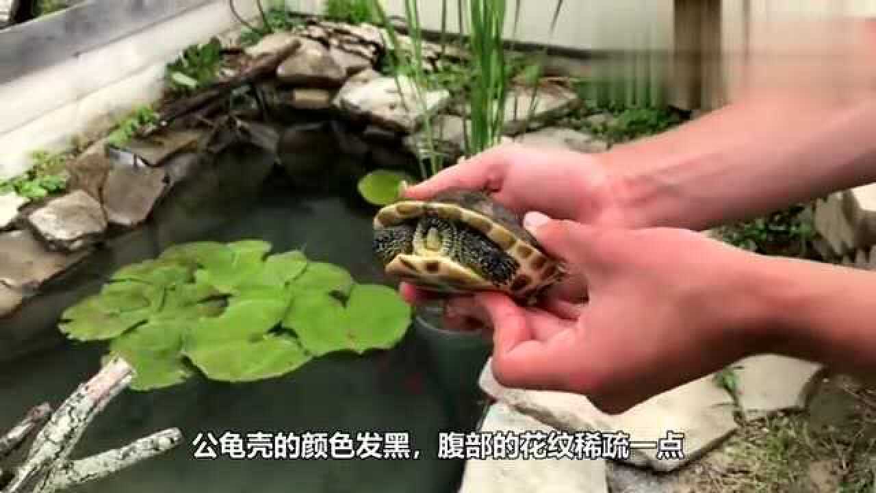 乌龟怎么分公母?教你小技巧,轻松分辨太简单了!_高清1080P在线观看平台_腾讯视频