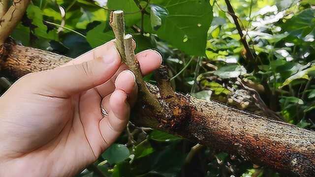 适合多数果树的嫁接方法,操作很简单,但详细步骤要看仔细了