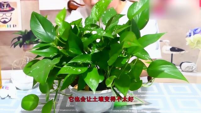 花盆里有蚂蚁和虫子怎么办?教你简单一招,撒点它不生蚂蚁不生虫