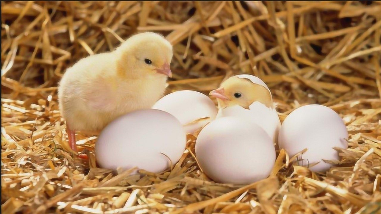 小鸡破壳而出鸡妈妈却一直狠心啄小鸡镜头拍下全过程