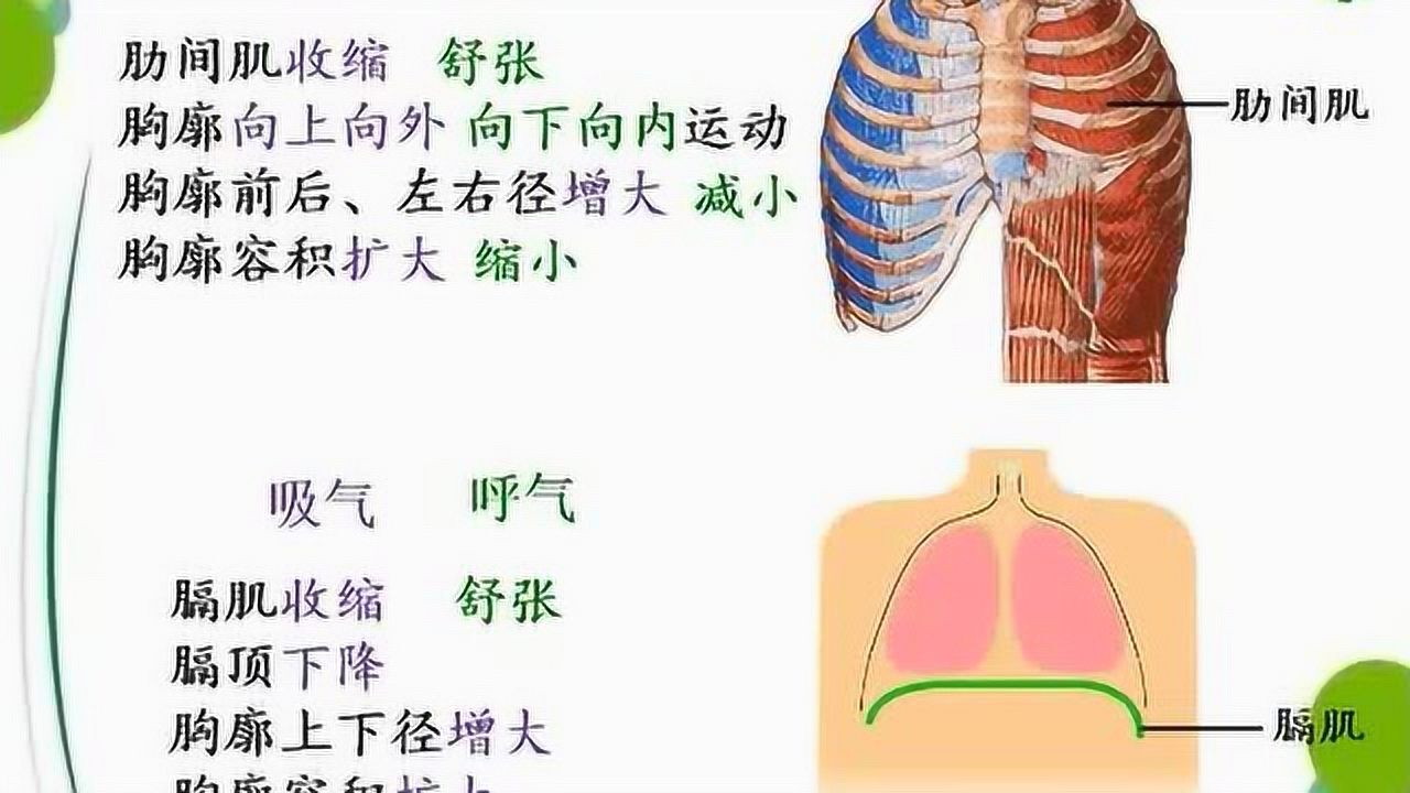 《胸廓的变化与呼吸的关系》微课