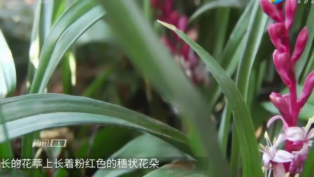 农村称它“吉祥草”,古代祭祀少不了,老中医却用它治咳嗽!