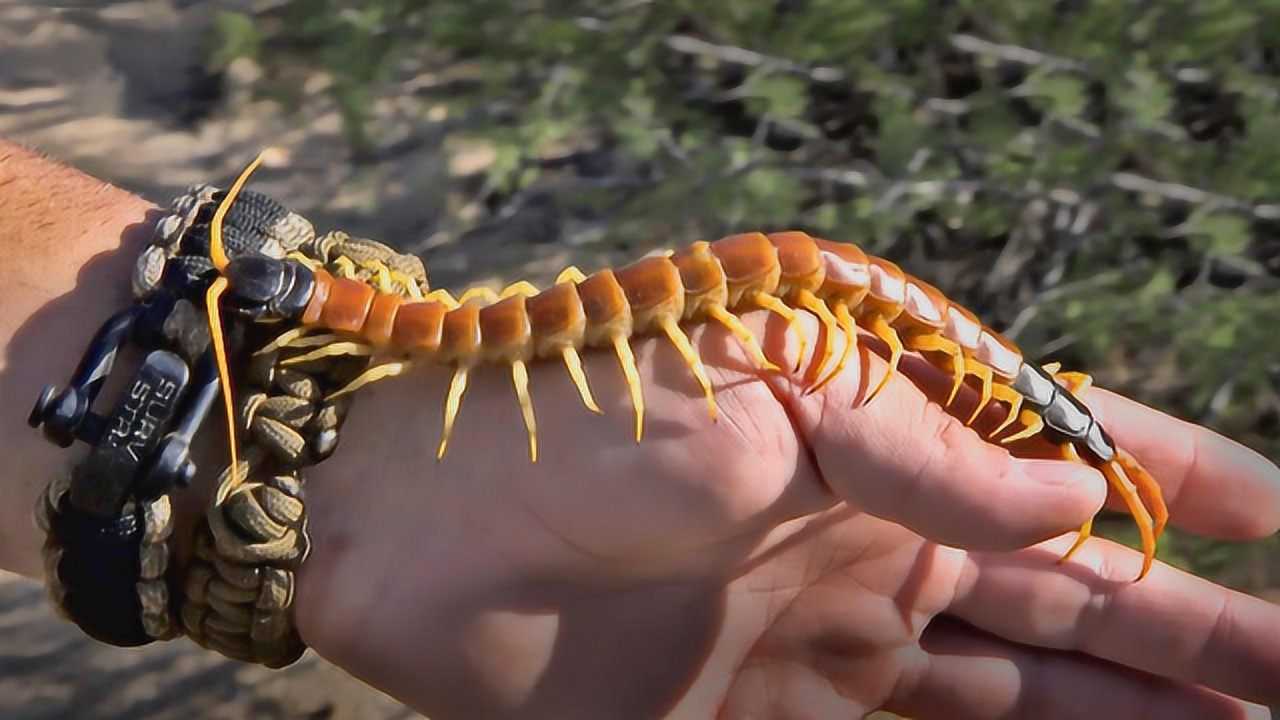 5个新发现的物种巨型蜈蚣被找到大开眼界