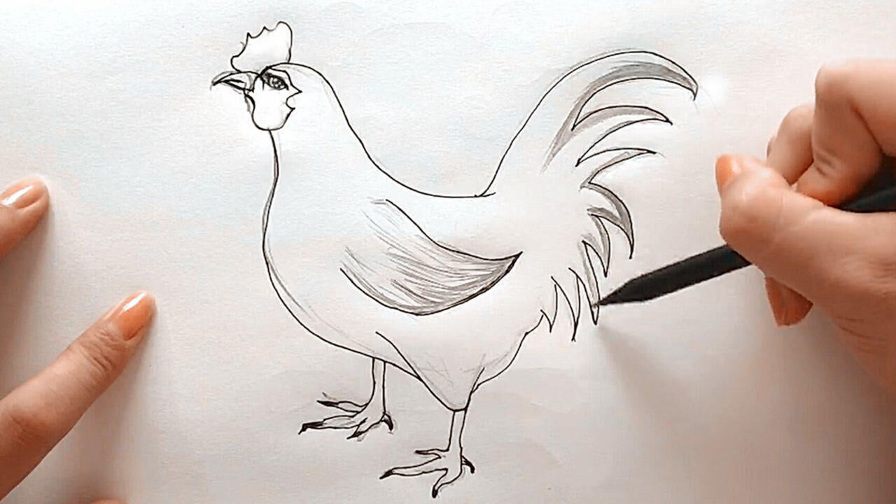 从零开始学绘画十二生肖鸡的画法一支铅笔画简笔卡通鸡