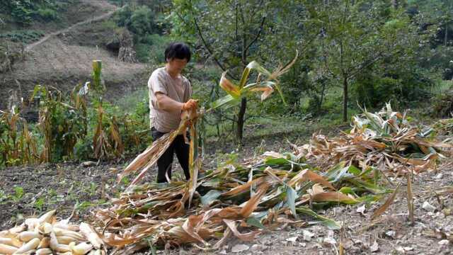 玉米收获时间也有讲究?掌握这个方法,今年最少增产100斤