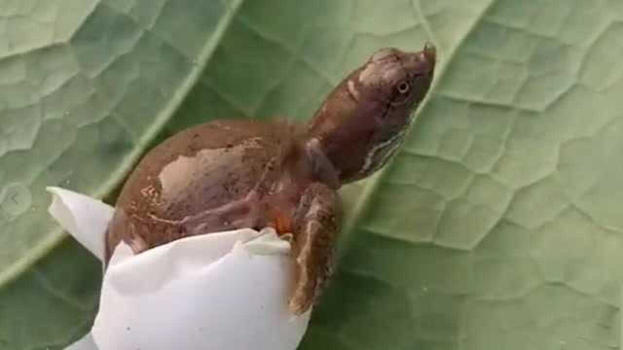 乌龟蛋孵化成功出壳!刚出来的小乌龟好可爱!