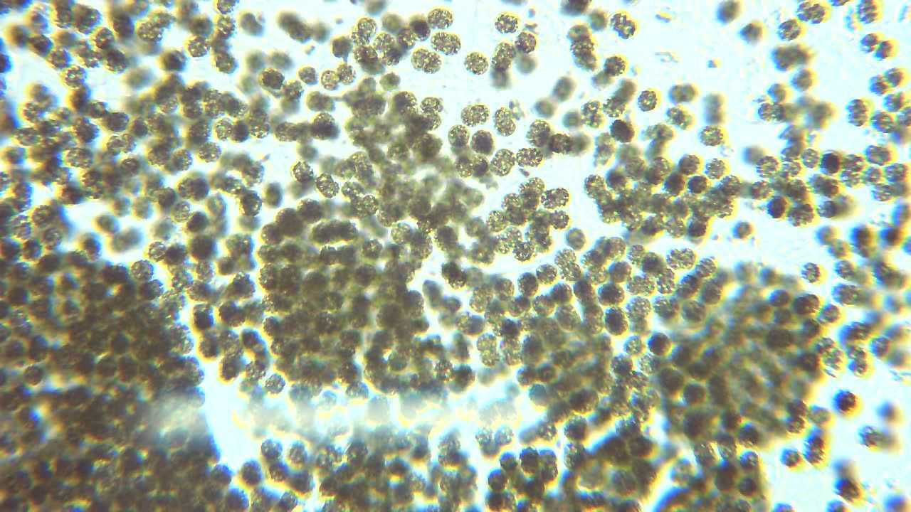 合肥工大附中生物教研组用数码显微镜观察蓝藻