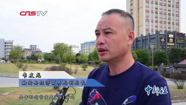 广西北部山区金桔“触网”电商助其价格翻十番