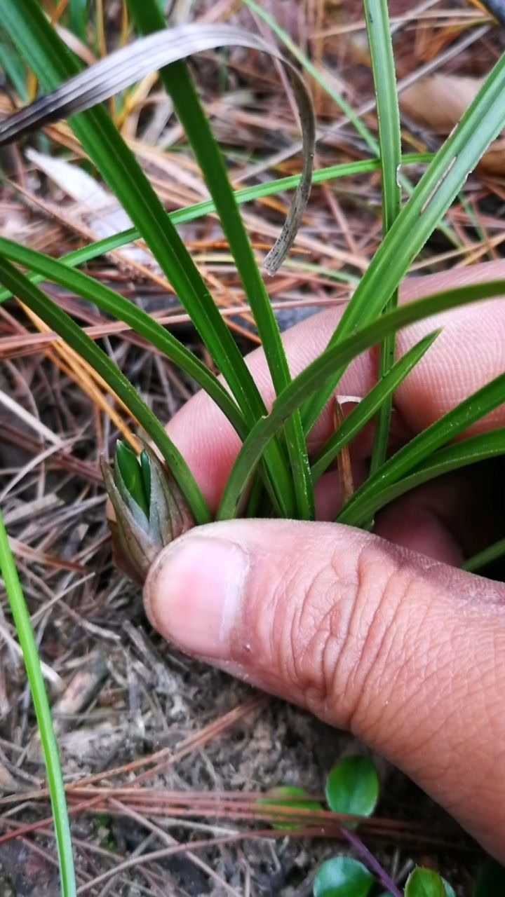 豆瓣兰也有两个花苞的