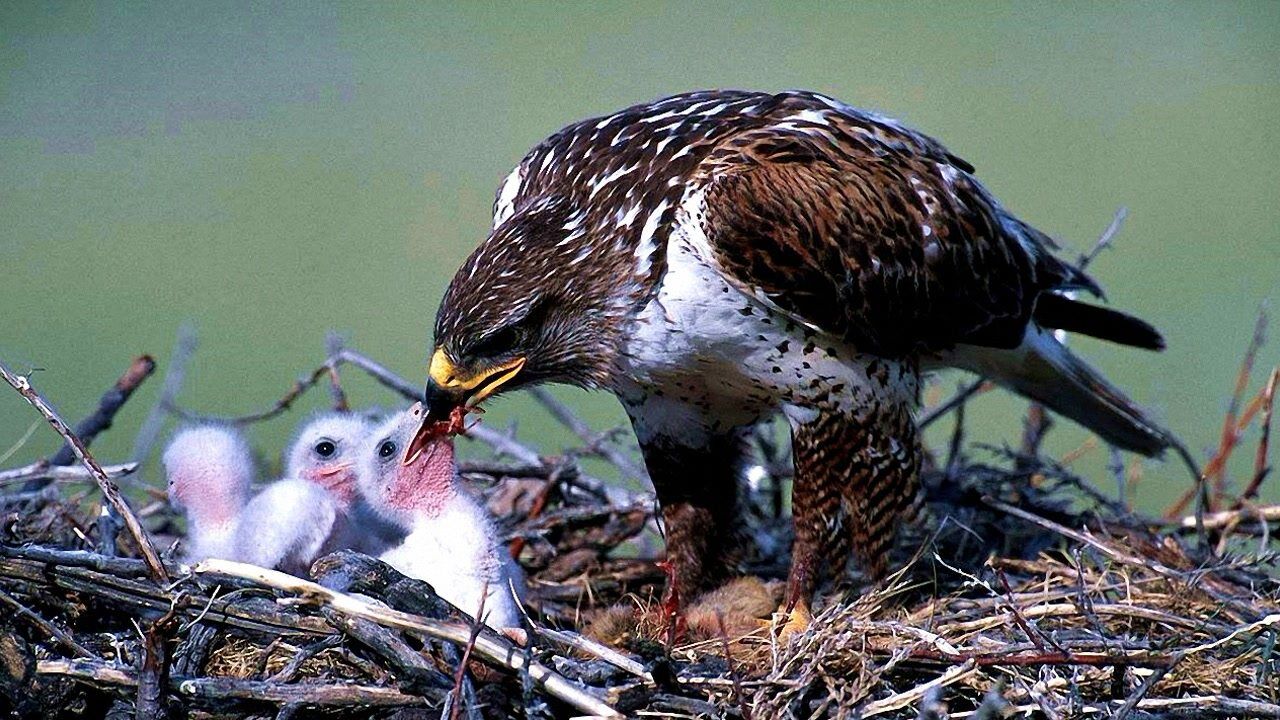 为何母鹰一次产卵2到5个,却只能存活一个幼鹰?看完涨知识了