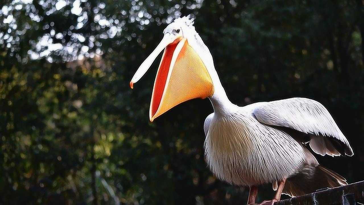 世界上嘴巴最大的鸟什么都想吃连人都想吞进肚子最嘴真欠啊