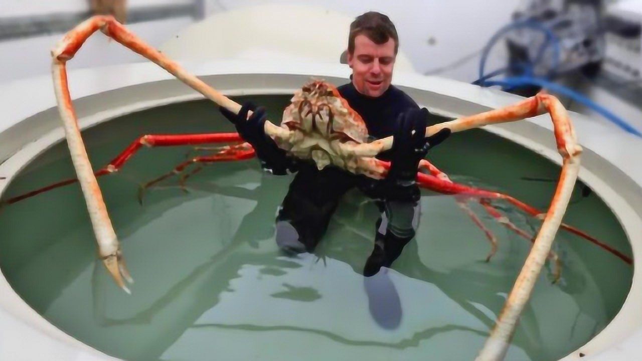 全球最大的螃蟹,身高1.5米腿长4.2米,人送外号"杀人蟹"!