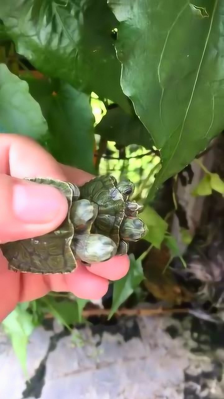 双头乌龟!这是什么品种?你见过吗?