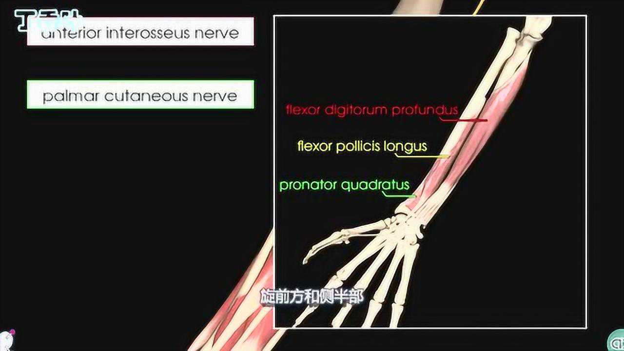 丁香叶医学健康科技专辑10_正中神经-3D解剖学教程_高清1080P在线观看平台_腾讯视频
