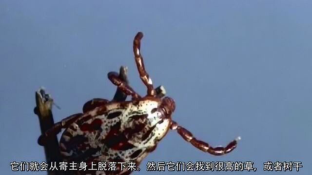 蜱虫到底多恐怖 城市里也有 常用预防措施无效