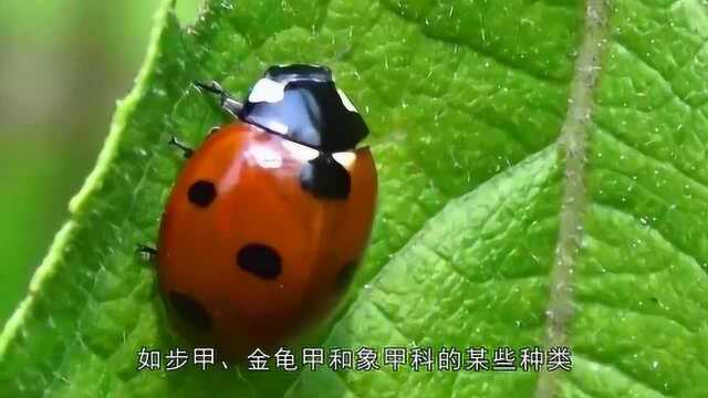 为什么叫七星瓢虫呢是所说的益虫,被人们称为活农药