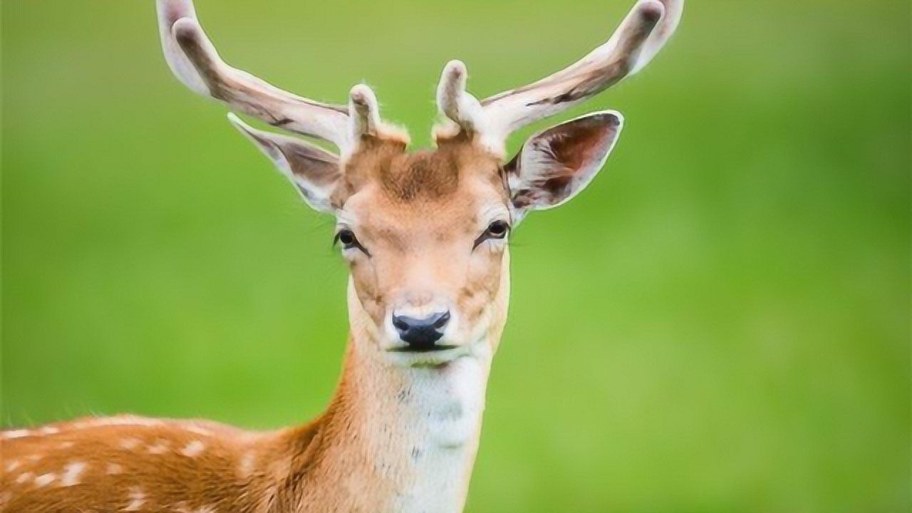 梅花鹿是世界上最美的鹿,身上点缀着梅花状斑点!