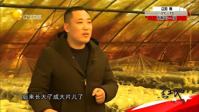 铁岭:小小香菇让村民忙并快乐着,家门口就能实现就业