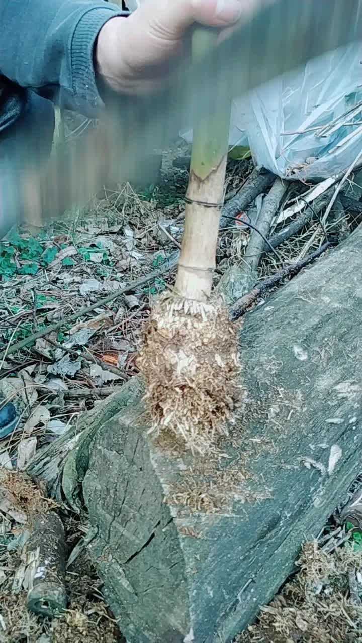 竹子地下茎图片