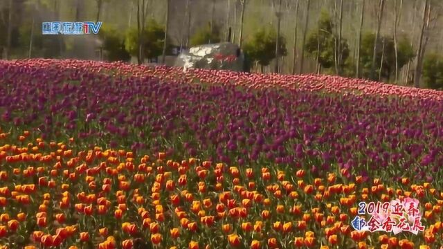 中国旅游TV直播西昌邛海湿地郁金香花展