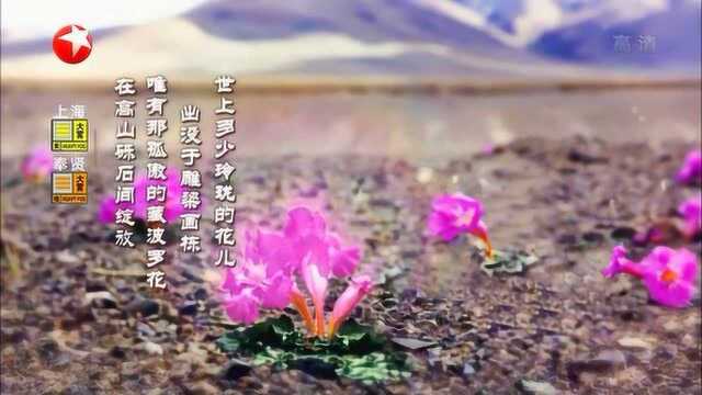 高山砾石间绽放的藏波罗花,神秘而又美好,更是钟扬的一生挚爱