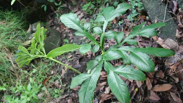 魔芋用来瘦身太浪费,营养专家:降压降脂降血糖,老人吃最好!