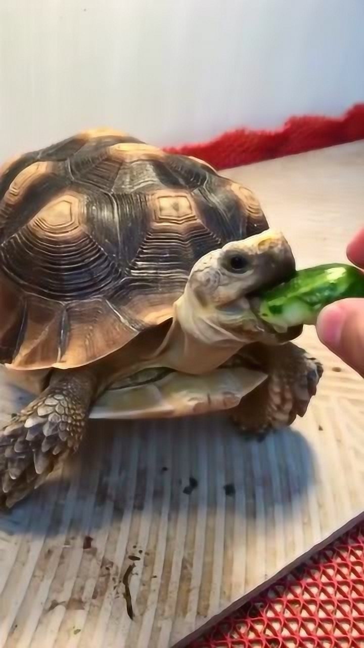 苏卡达陆龟吃黄瓜,瞪着眼睛想一口吃掉,就是不松口!