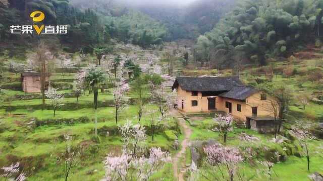 永州蓝山:湘江源晚樱正烂漫,粉白相间如云似霞