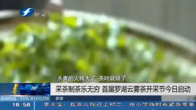 采茶制茶乐无穷 首届罗湖云雾茶开采节今日启动