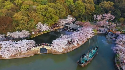 鼋渚春樱·无锡鼋头渚长春桥樱花