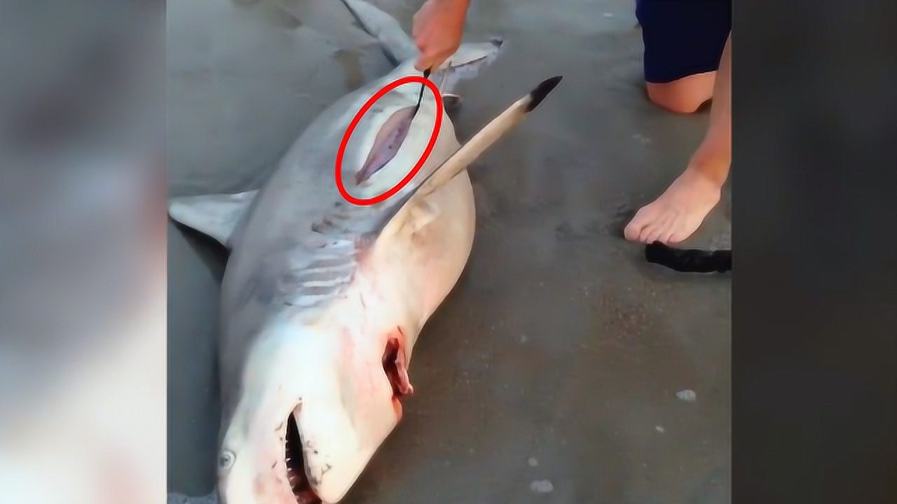 死亡的鲨鱼被搁置沙滩,肚子里传来怪声,解刨后都沉默了