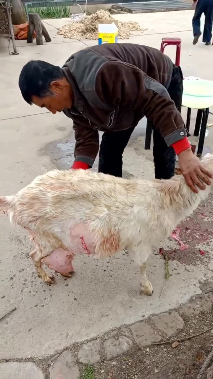 羊剖腹产_腾讯视频