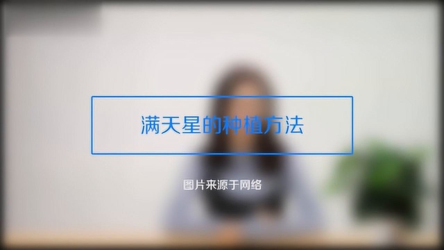 一分钟教会满天星种子种植方法