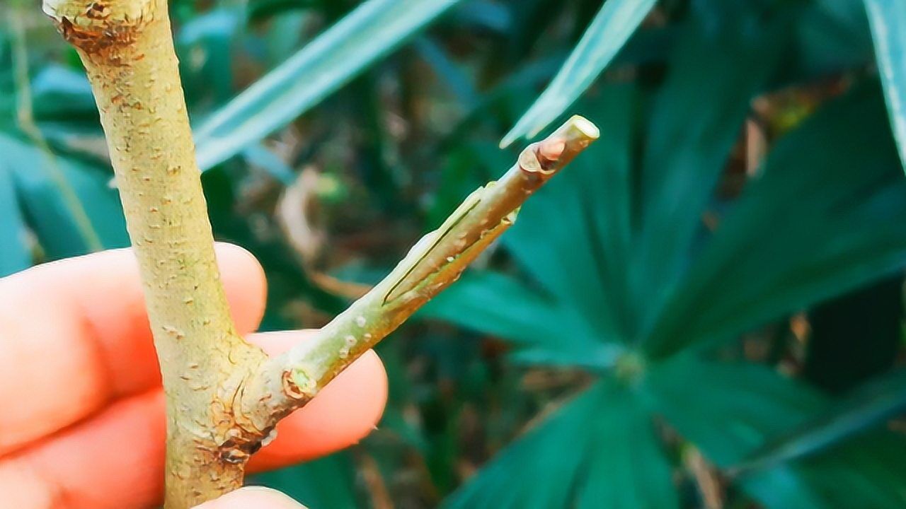给大家分享一种枝接法,这种方法简单常用,现在正好可以使用