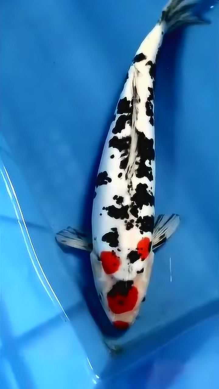 惹人喜爱观赏鱼精品德系丹顶三色锦鲤