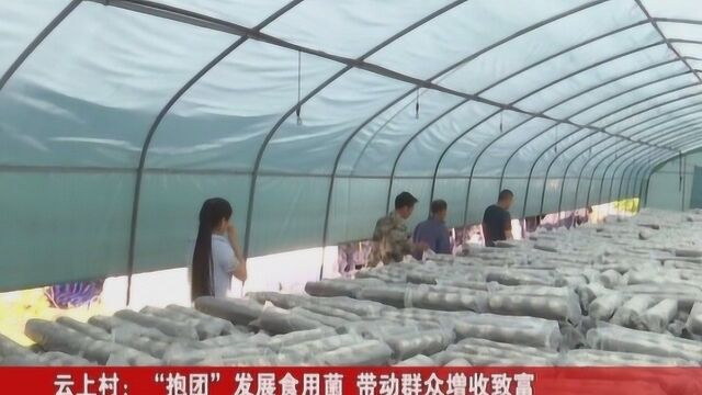 云上村:“抱团”发展食用菌 带动群众增收致富