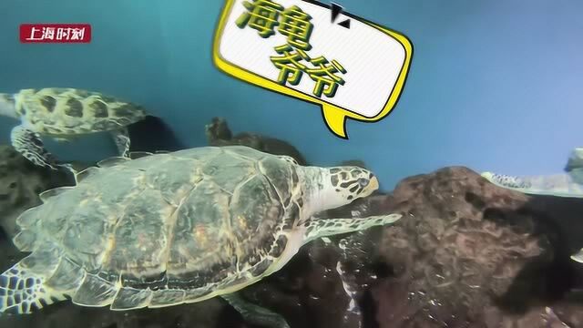 新民拍客 “鱼眼”看世界