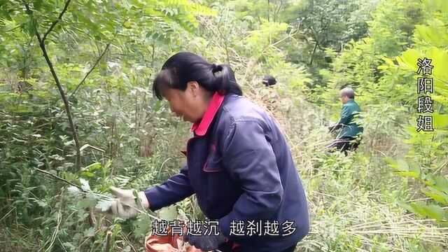 农村常见的植物艾草,药用价值很高还很有疗效,真的全身都是宝