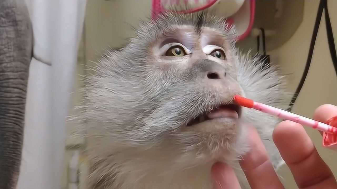 主人给猴子画了个妆,网友:简直太娇艳了