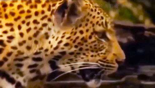 一段母豹为子报仇的感人视频，动物的本性，有恩必报，有仇也必报