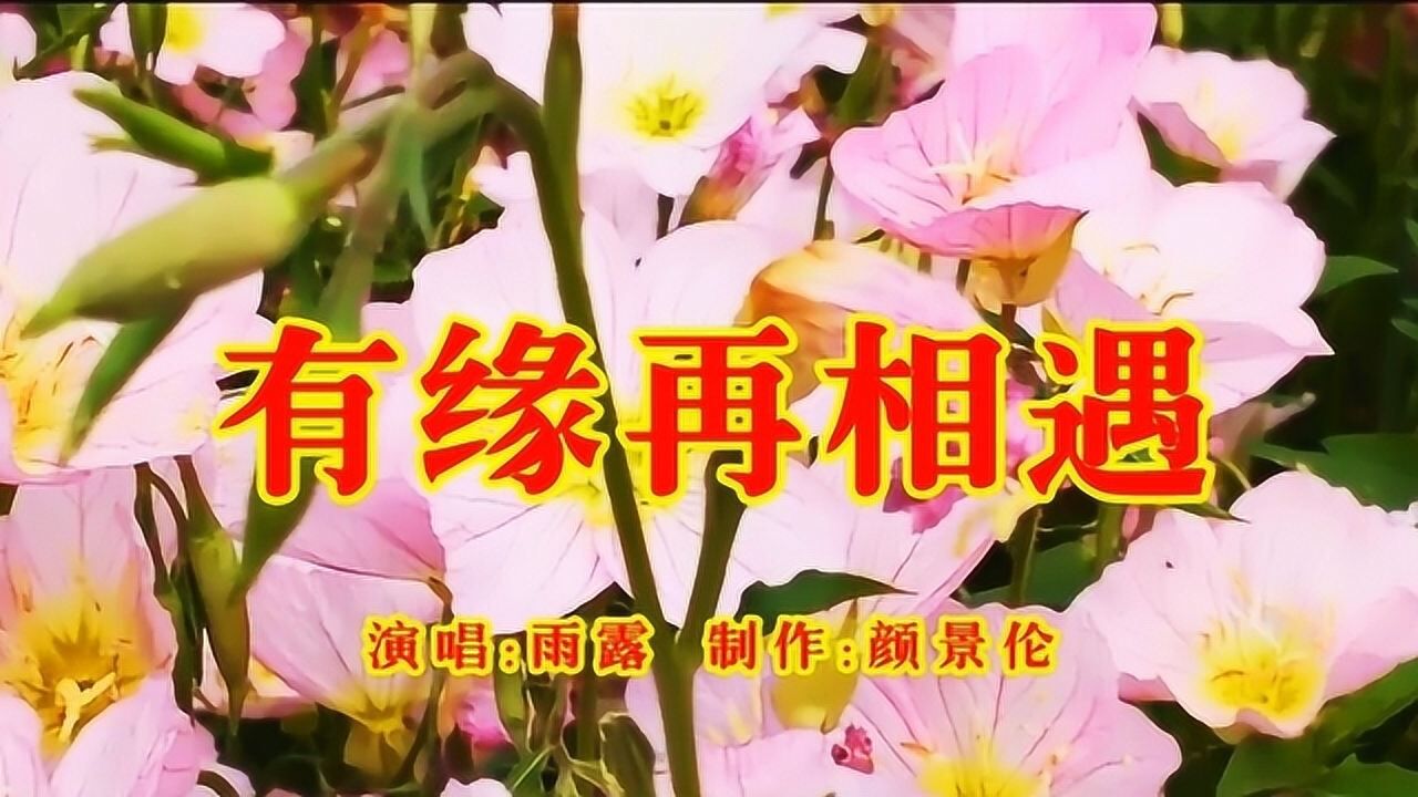 雨露有缘再相遇有缘千里来相会歌曲送给有缘的你