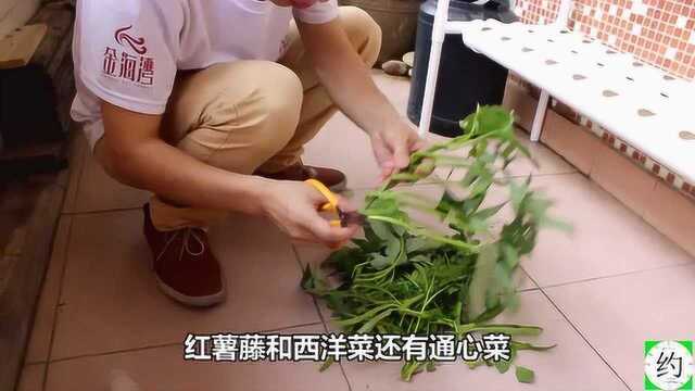 小伙演示无土栽培的最新方法,只需一个塑料管架和一个桶,超简单