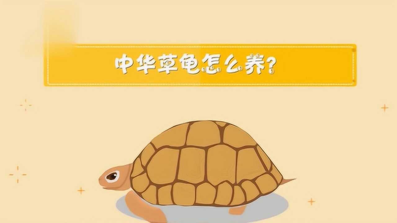 教您应该怎样养中华草龟