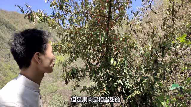 陕西山区的野果子,当地人叫“秤砣果”,吃一口满满小时候的味道